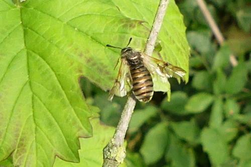 Abia (aenea-lonicerae)